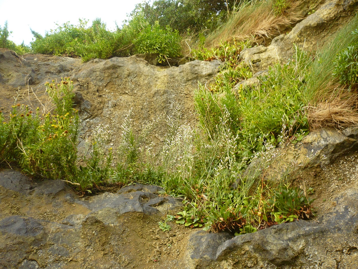 Limonium binervosum (Plumbaginaceae)